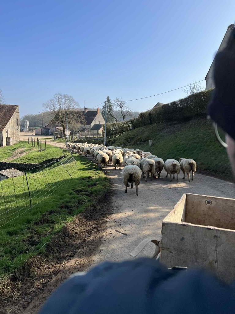 Nos brebis en balade hivernale