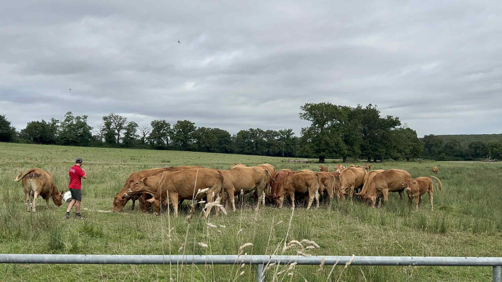 Nos vaches aux pâturage